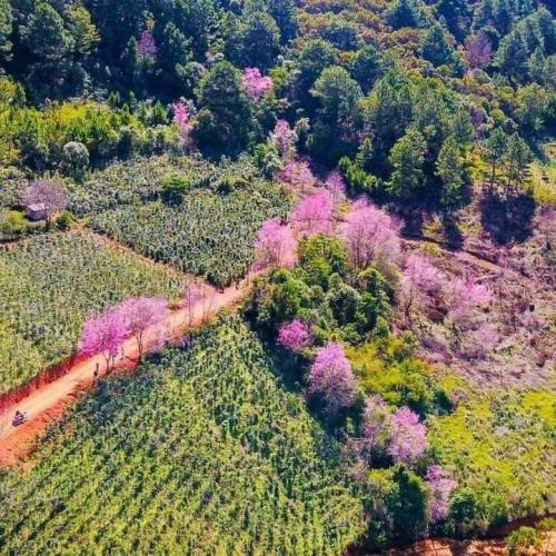Ngẩn Ngơ Mùa Hoa Mai Anh Đào Đà Lạt