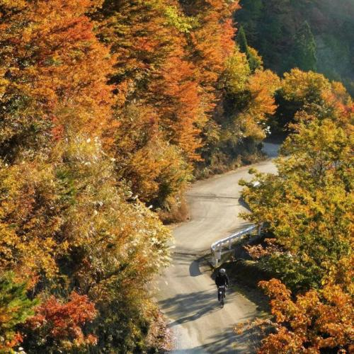 Nhật Bản Mùa Lá Đỏ Trên Con Đèo 48 Khúc Cua