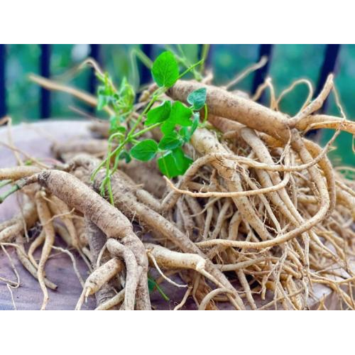 🌻Thành Phần Chính