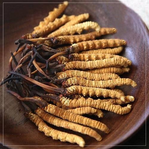 🌻Thành Phần Chính