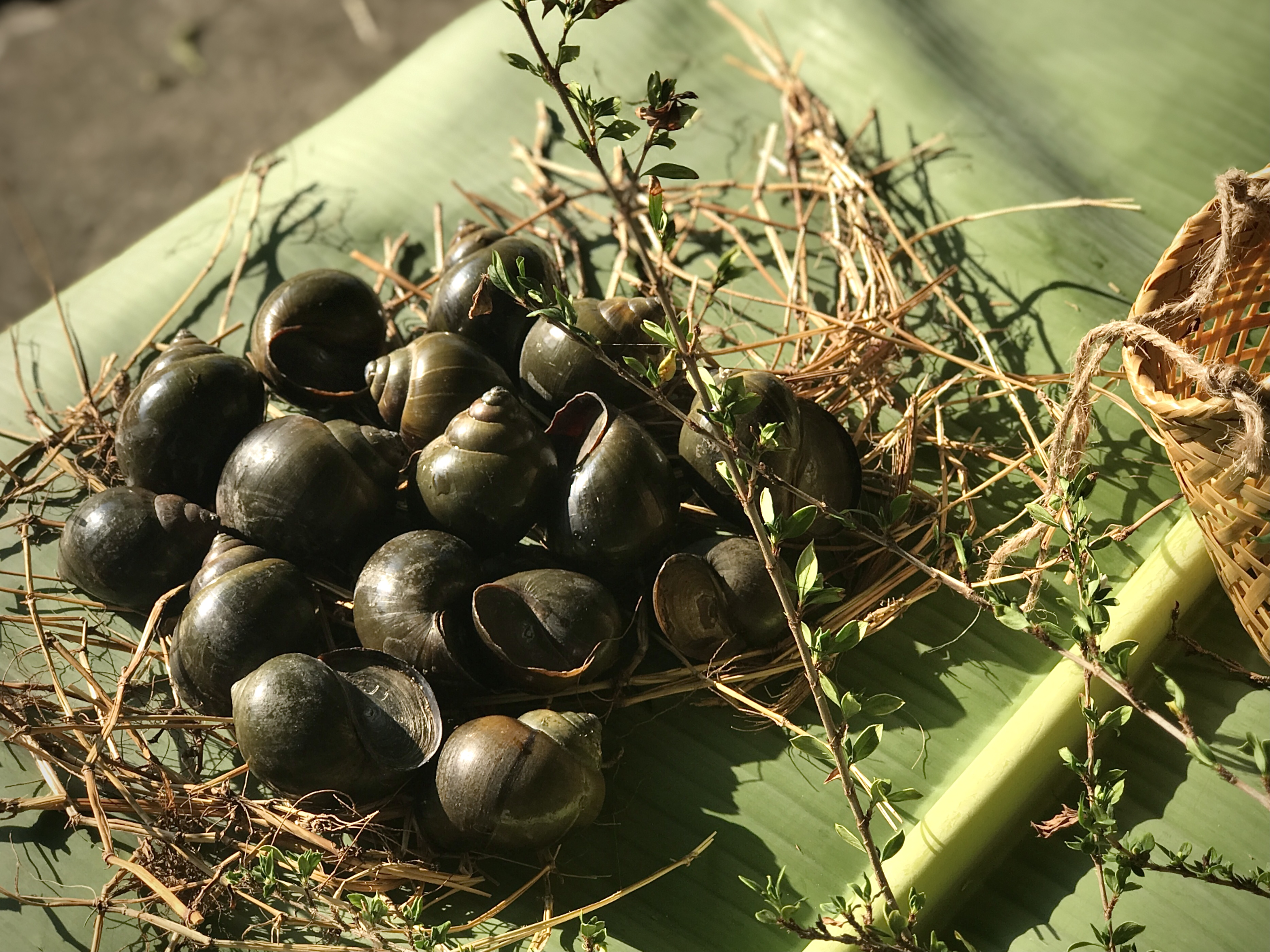 Chọn nguồn ốc bươu sạch và tươi