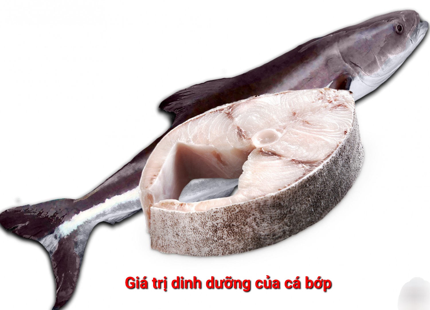 Giá trị dinh dưỡng của cá bớp