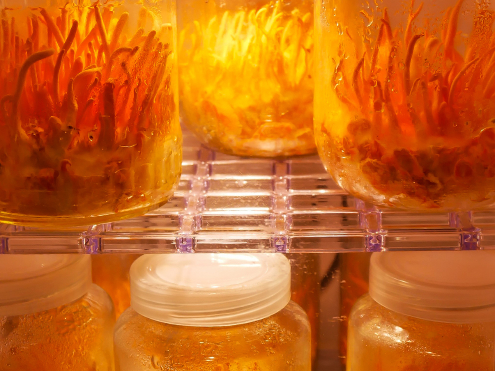 Rượu đông trùng hạ thảo có tốt cho bệnh gì?