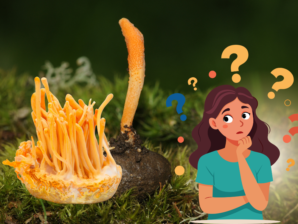 Tại sao cần thận trọng khi dùng đông trùng hạ thảo?