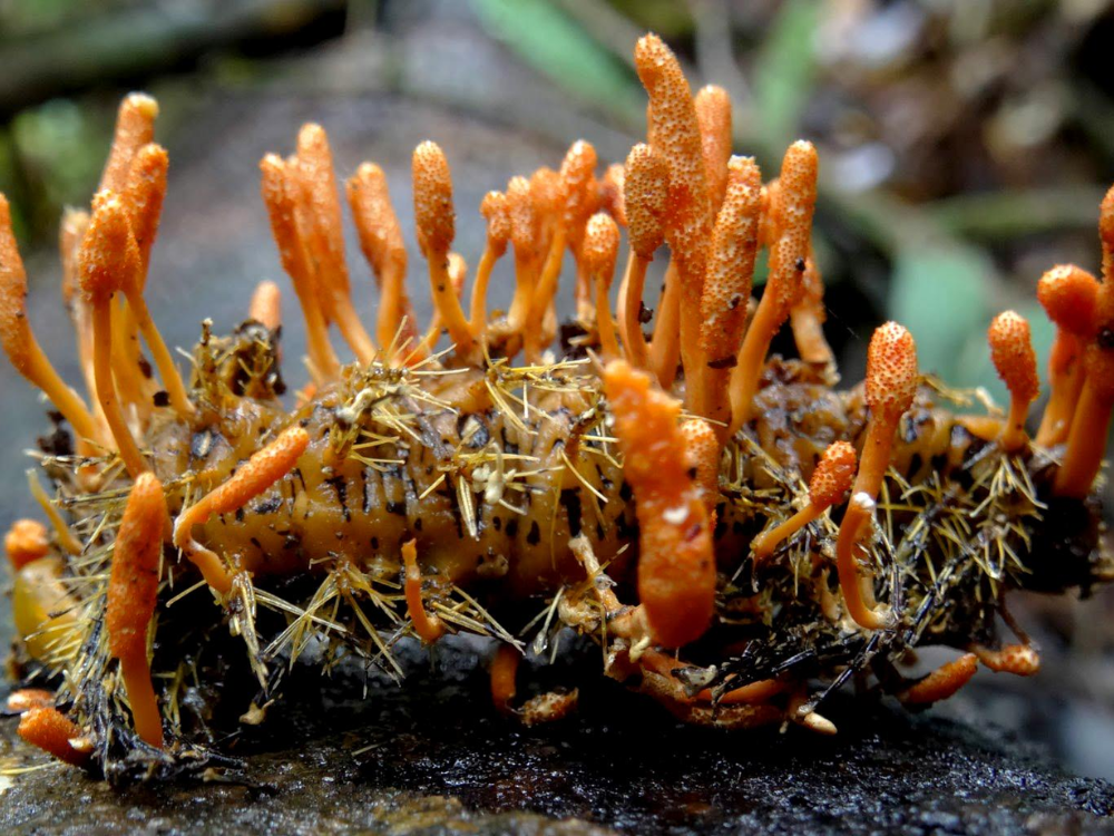 Đông trùng hạ thảo là gì?