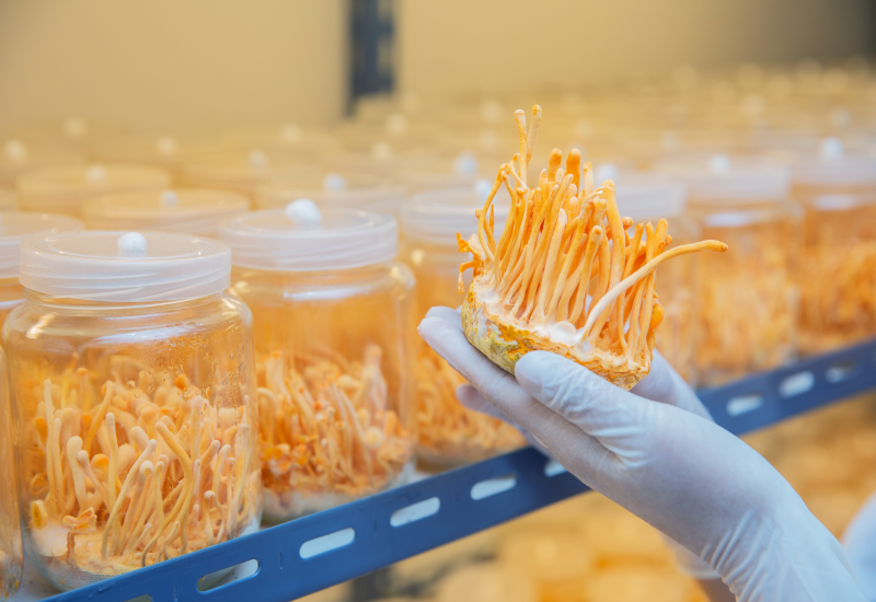 Đông trùng hạ thảo nuôi cấy nhân tạo