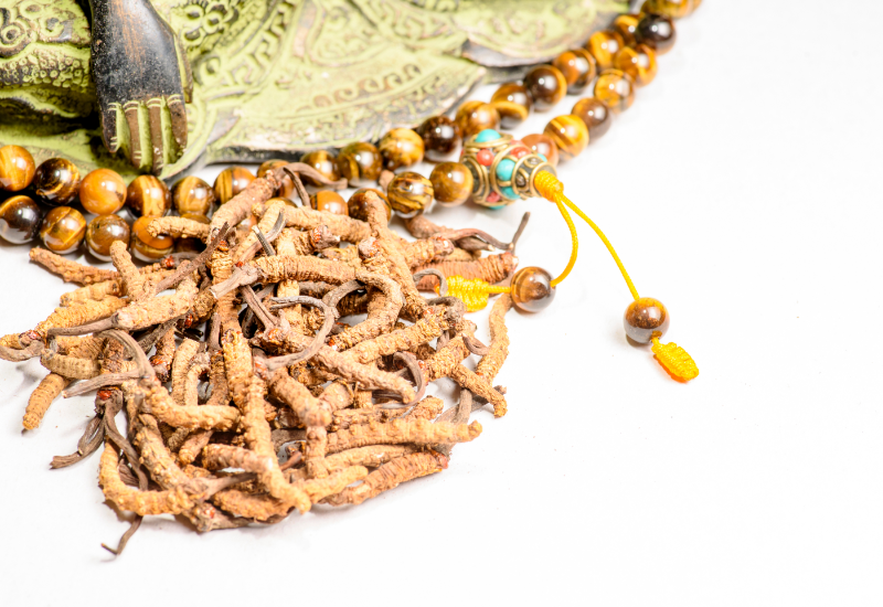 Viên nang Đông trùng hạ thảo