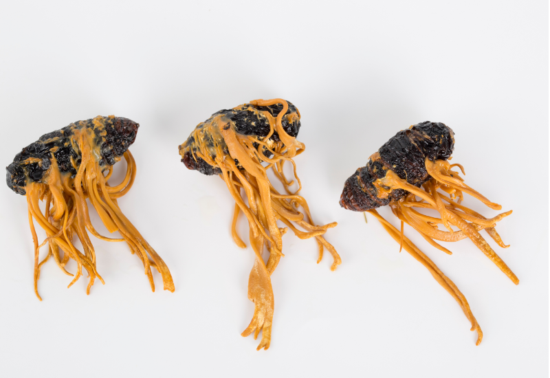 Ứng dụng trong y học và chăm sóc sức khỏe