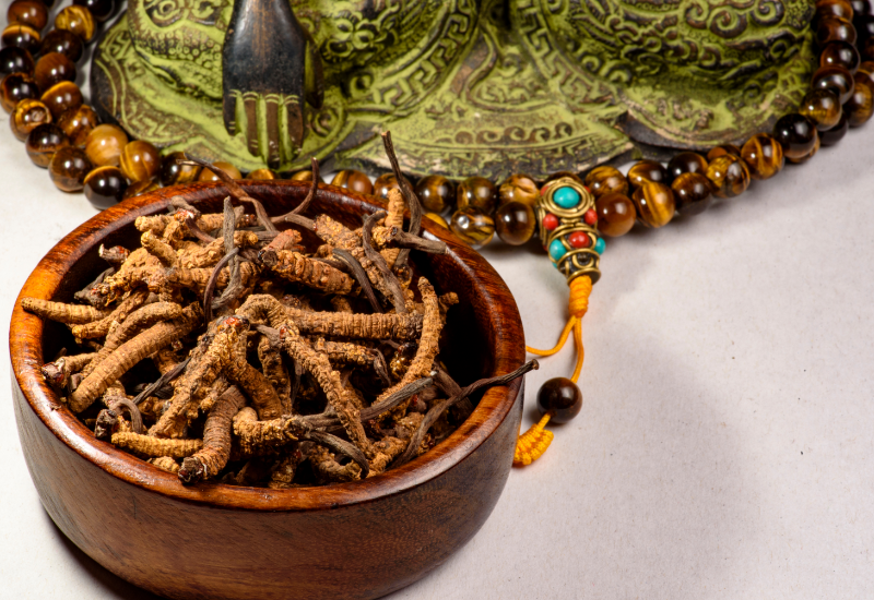 So sánh Đông trùng hạ thảo tự nhiên và nuôi cấy nhân tạo