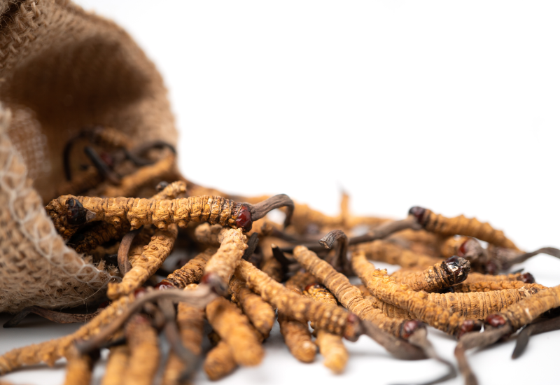 Đông trùng hạ thảo khô