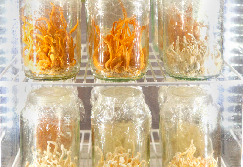 Rượu ngâm Đông trùng hạ thảo