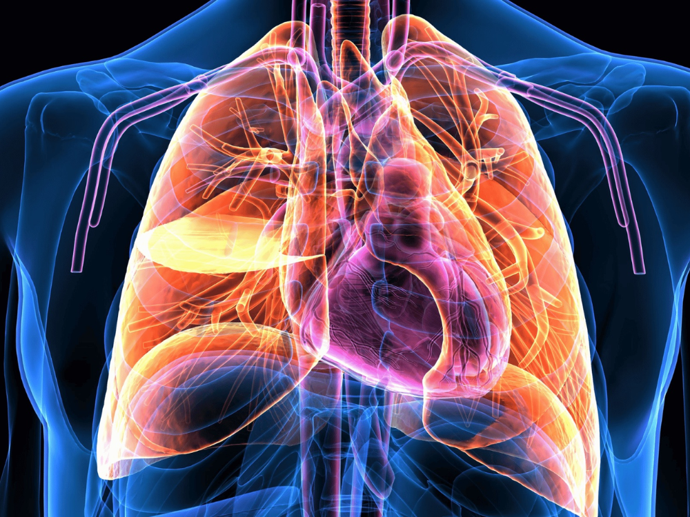 Hỗ trợ hệ hô hấp