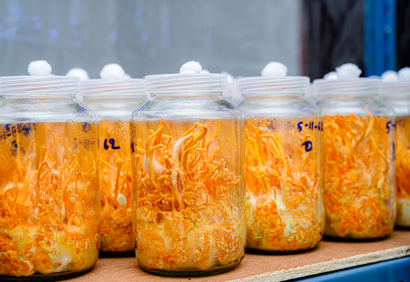 Có nên dùng Đông trùng hạ thảo cho trẻ em?