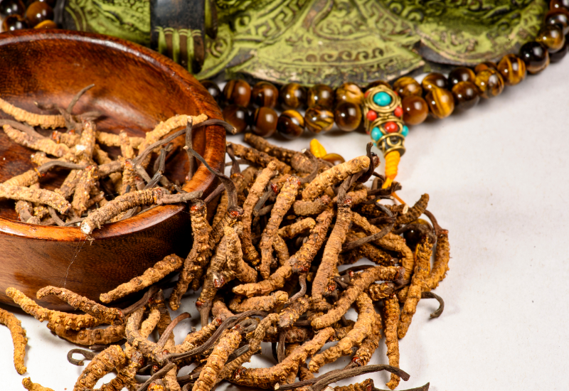 Cơ chế tăng cường miễn dịch của Đông trùng hạ thảo