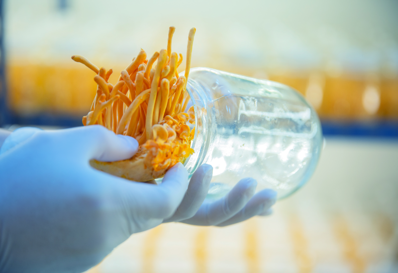 Đông trùng hạ thảo tươi