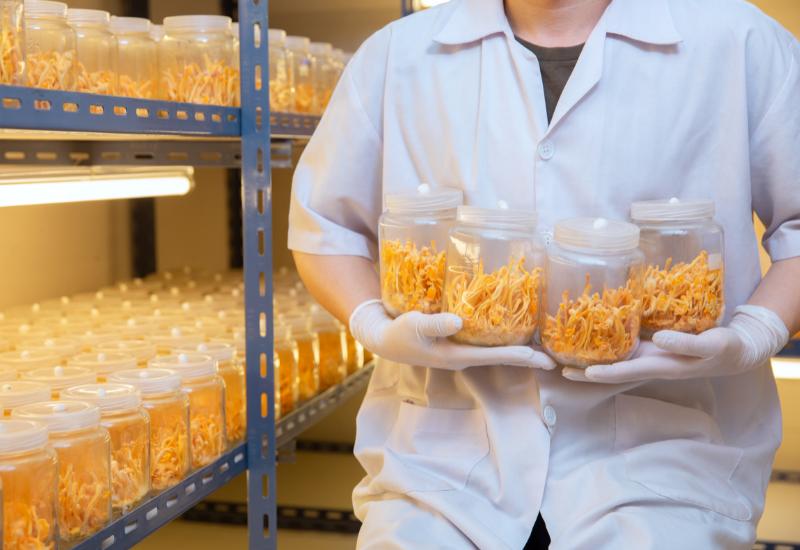 Hướng dẫn sử dụng Đông trùng hạ thảo theo từng dạng