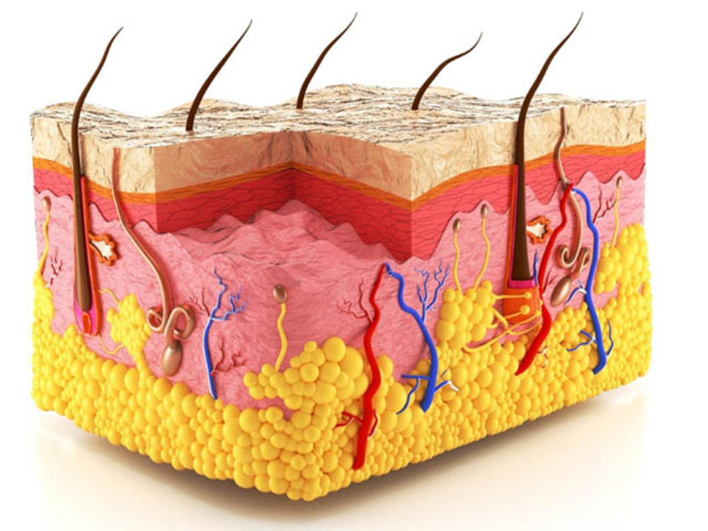 Chống lão hóa, làm đẹp da