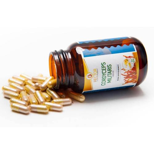 Cách sử dụng đông trùng hạ thảo hiệu quả trong môi trường công sở