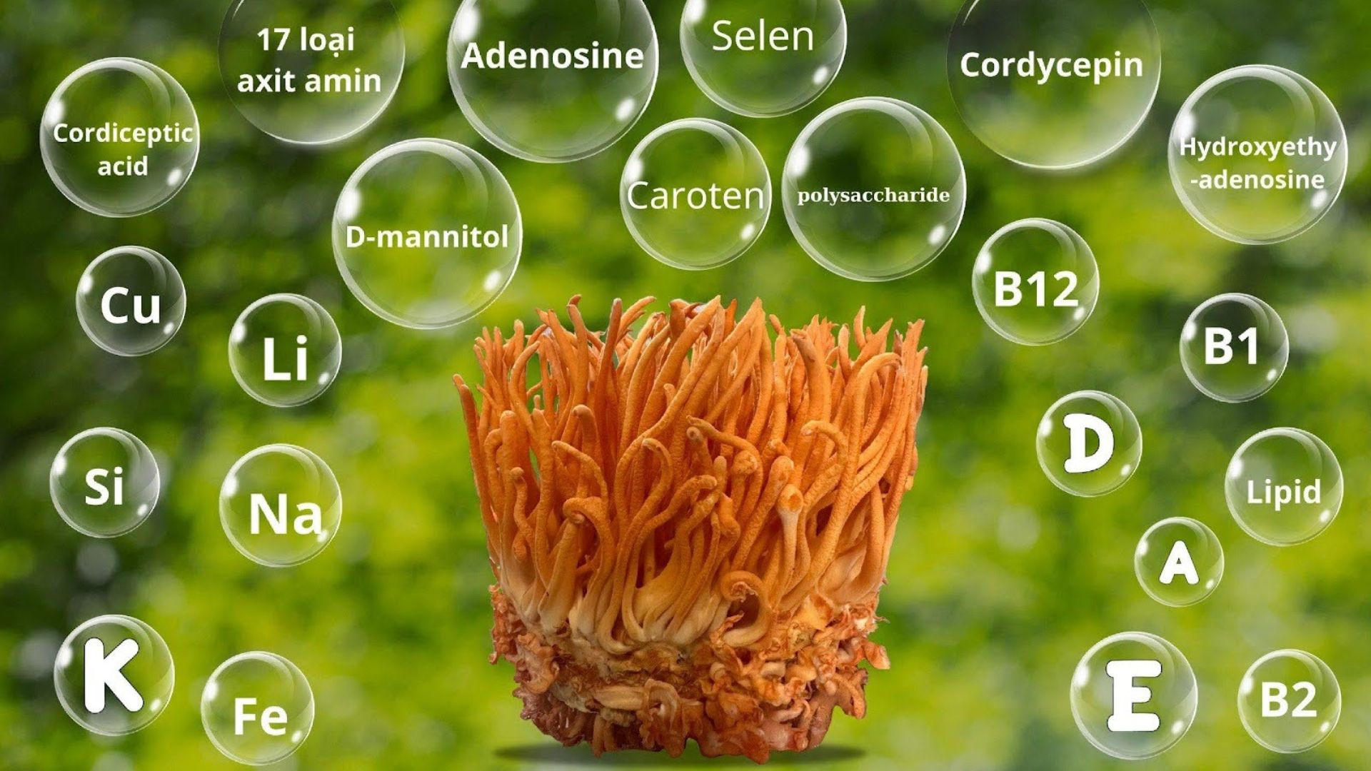 3. Công dụng vượt trội của Đông Trùng Hạ Thảo Bio Hope