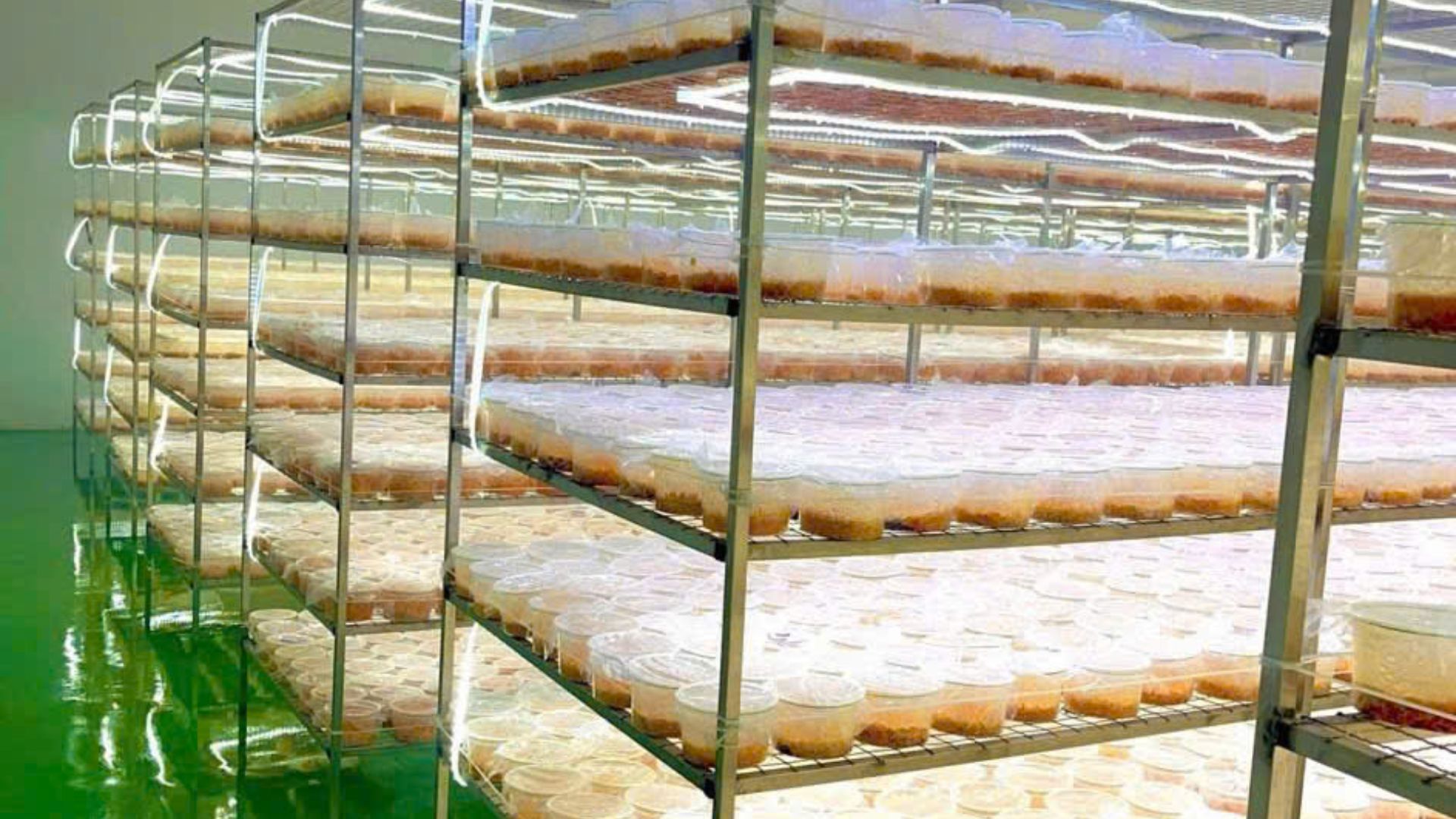 1. Thu hoạch sai thời điểm – Nguyên nhân làm mất dược chất quý