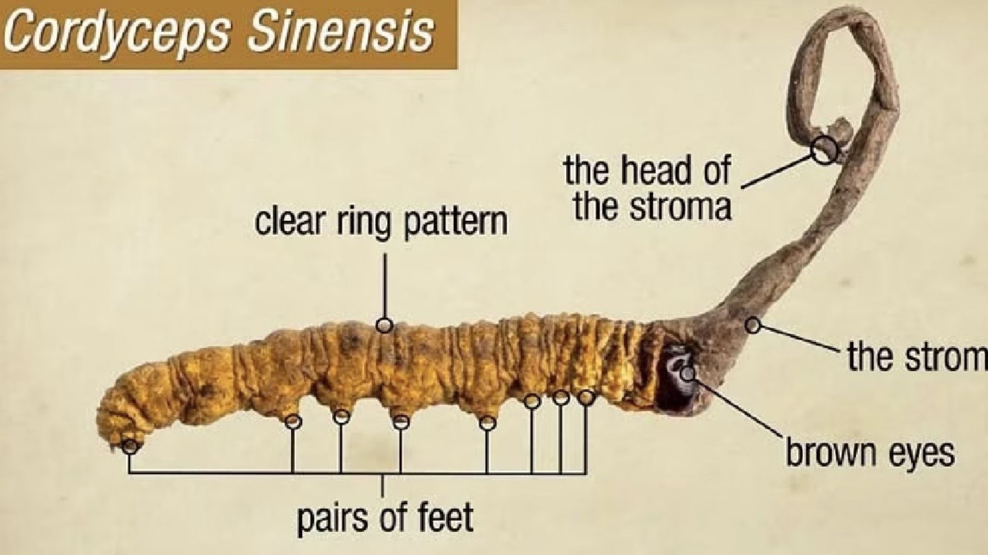 1. Hoạt chất sinh học Cordycepin và Adenosine