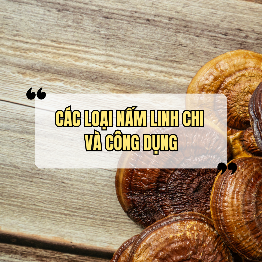 Các Loại Nấm Linh Chi Và Công Dụng