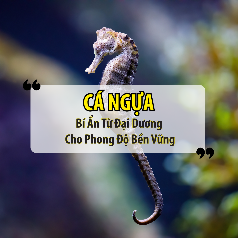 Cá Ngựa – Bí Ẩn Từ Đại Dương Cho Phong Độ Bền Vững