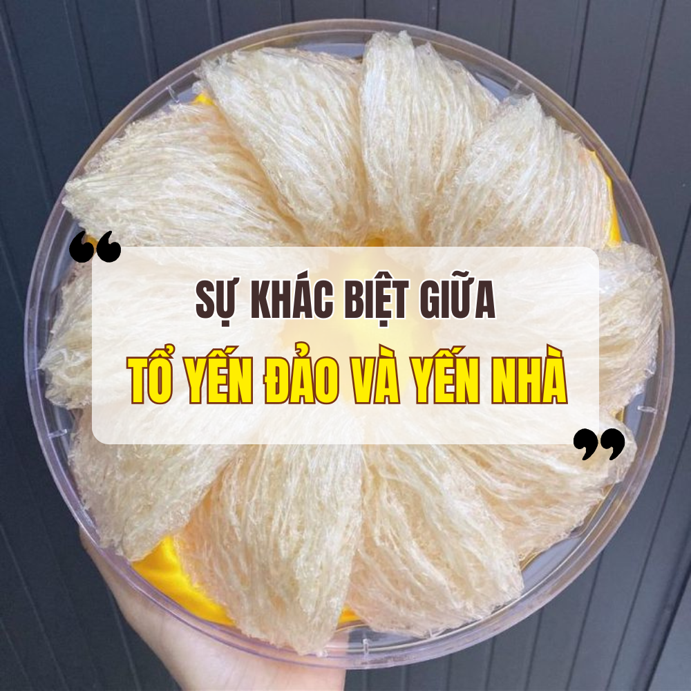 Sự Khác Biệt Giữa Tổ Yến Đảo Và Yến Nhà