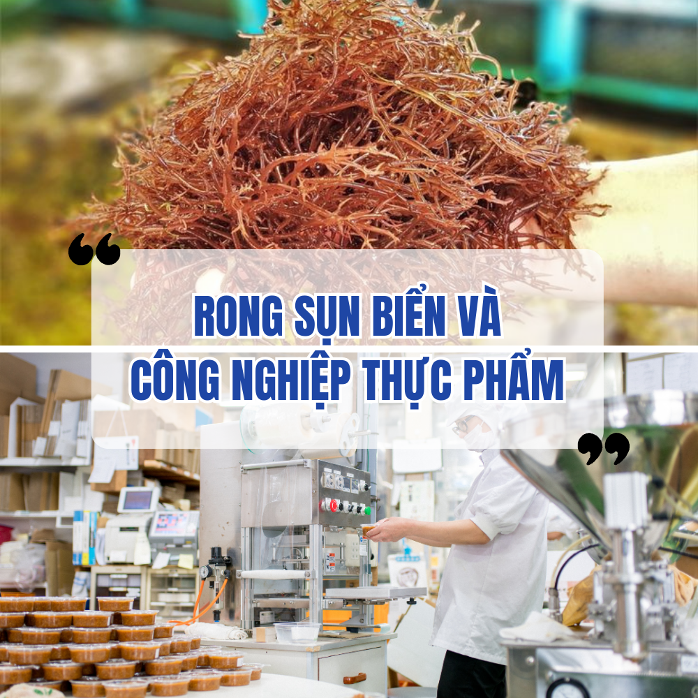 Rong Sụn Biển Và Ứng Dụng Trong Công Nghiệp Thực Phẩm
