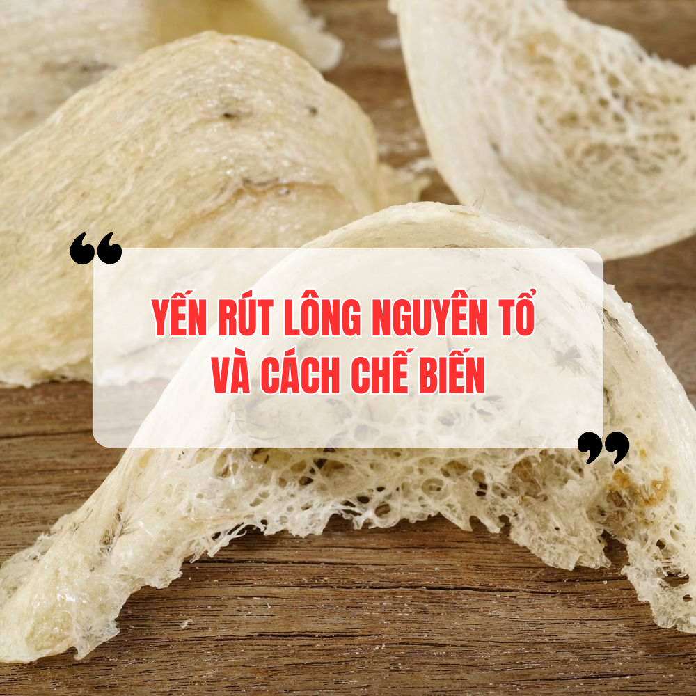Yến Rút Lông Nguyên Tổ Là Gì? Cách Chế Biến Yến Rút Lông Nguyên Tổ