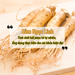 Sâm Ngọc Linh – Tinh Chất Hồi Phục Từ Tự Nhiên, Ứng Dụng Thực Tiễn Cho Sức Khỏe Hiện Đại