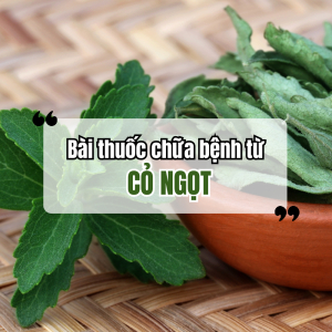 Bài Thuốc Chữa Bệnh Từ Cây Cỏ Ngọt