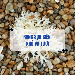 Rong Sụn Biển Khô Và Rong Sụn Tươi – Loại Nào Tốt Hơn?