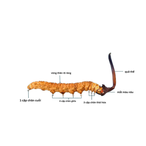 3.Nấm đông trùng hạ thảo