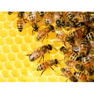 Chuẩn bị nguyên liệu đúng cách