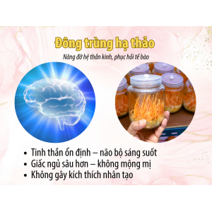 II. Đông trùng hạ thảo – tăng cường năng lượng tế bào, nâng đỡ hệ thần kinh