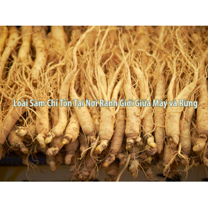 I. Loài sâm chỉ tồn tại nơi ranh giới giữa mây và rừng