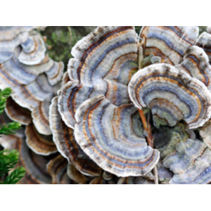 Nấm Linh Chi Xanh - Thanh Chi