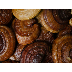 Nấm Linh Chi Đỏ - Hồng Chi