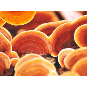 Nấm Linh Chi Vàng - Hoàng Chi