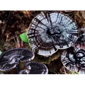 Nấm Linh Chi Đen - Hắc Chi