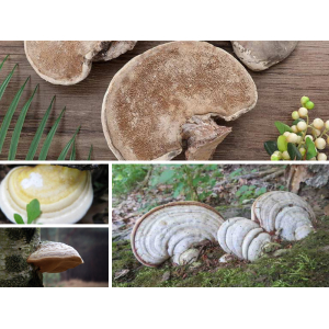 Nấm Linh Chi Trắng - Bạch Chi