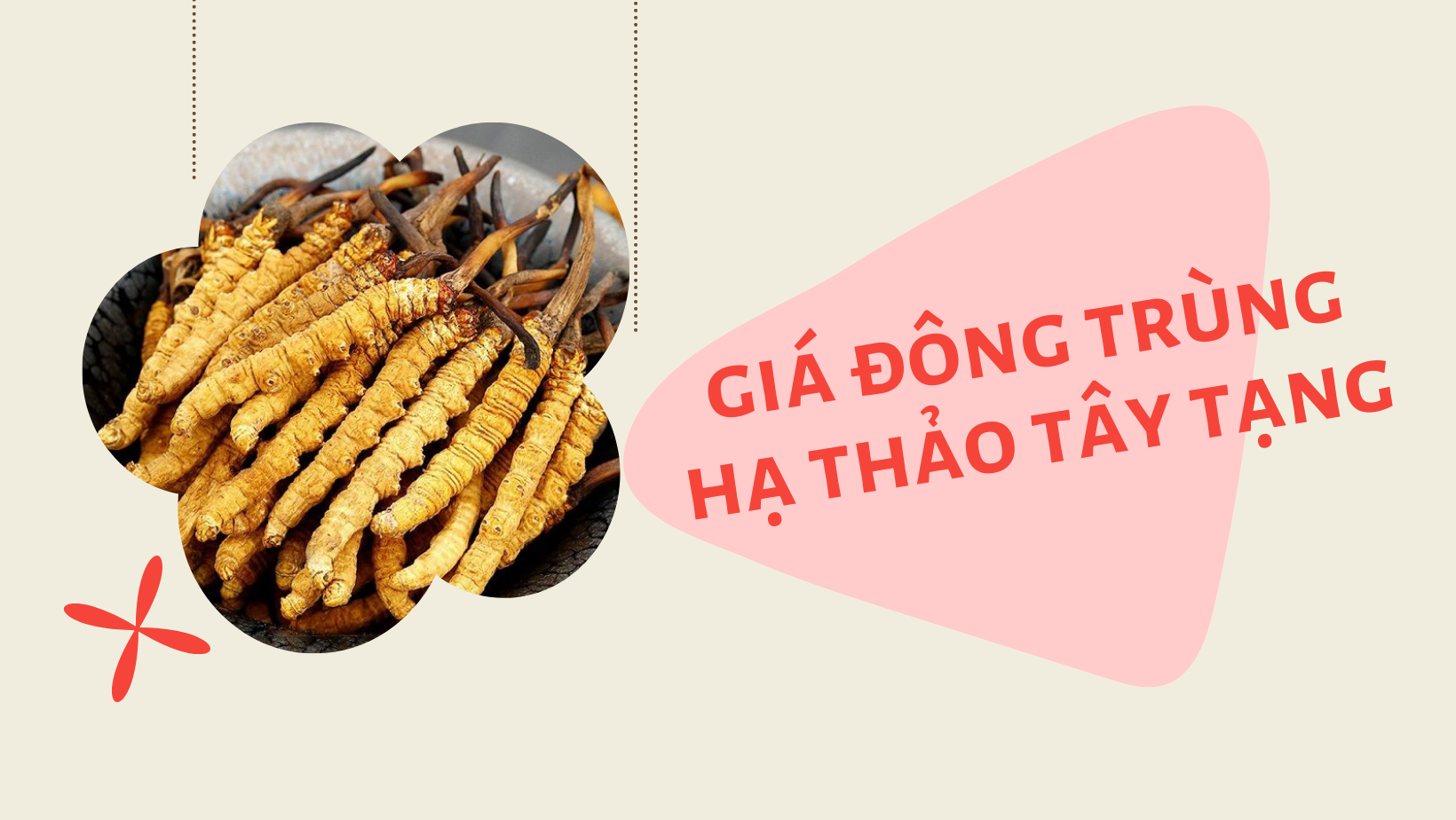 Giá đông trùng hạ thảo Tây Tạng