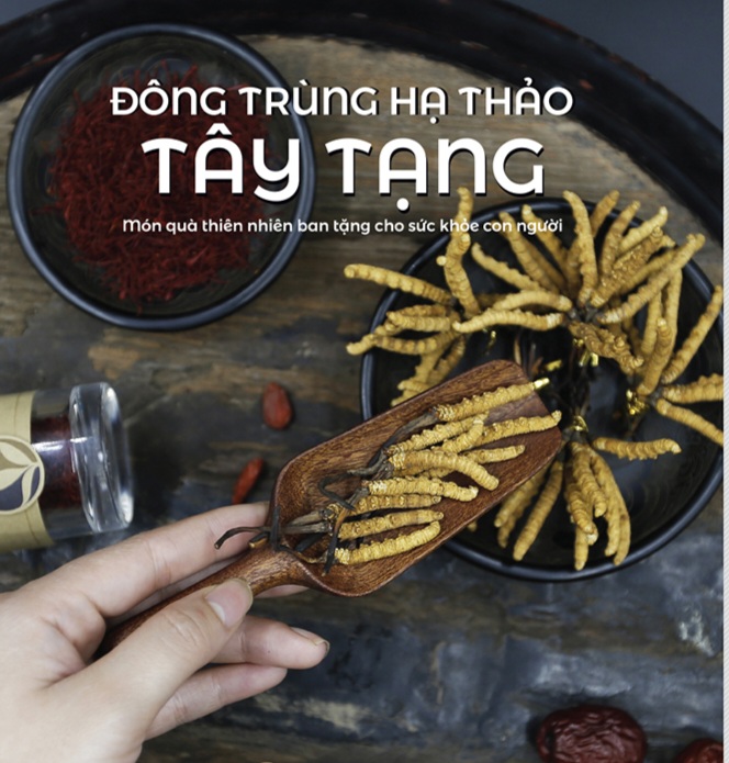 Những lưu ý khi mua đông trùng hạ thảo Tây Tạng