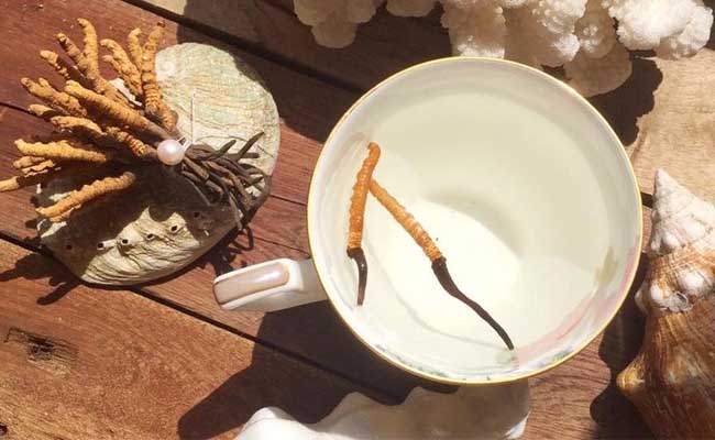 Video giới thiệu đông trùng hạ thảo