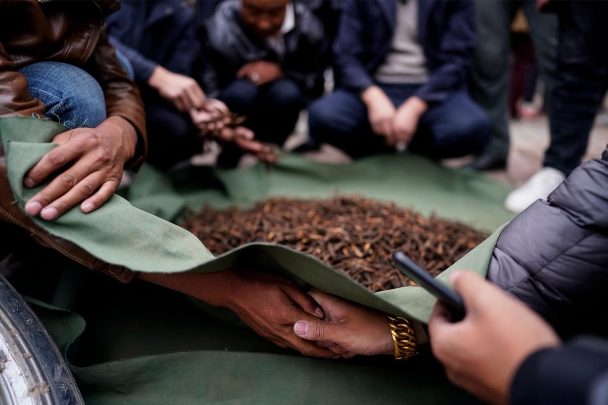 Phân bố, thu hái, chế biến