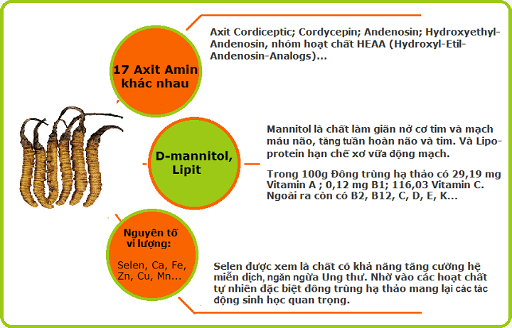 Thành phần hóa học của Đông trùng hạ thảo