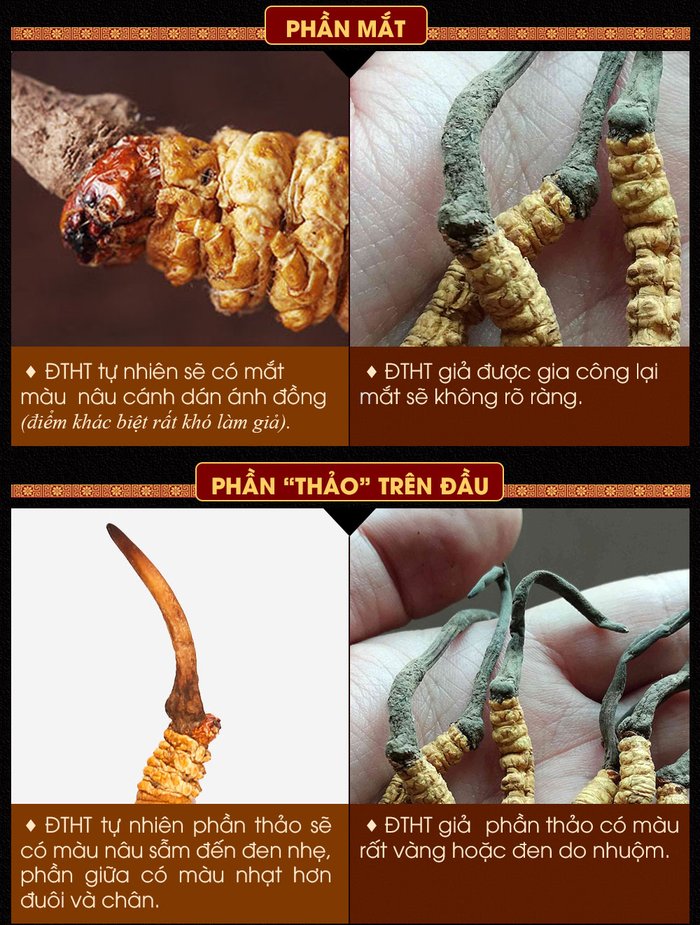 Video cách nhận biết đông trùng hạ thảo thật và giả