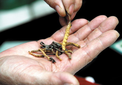 Nhận biết đông trùng thật giả bằng xúc giác