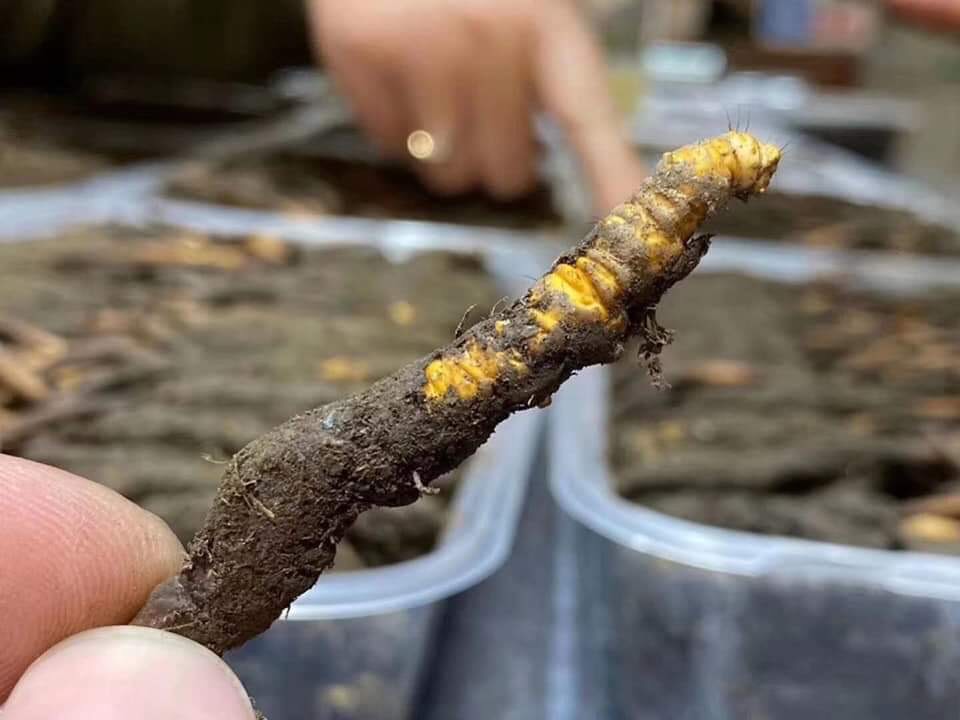 Đông trùng hạ thảo tự nhiên